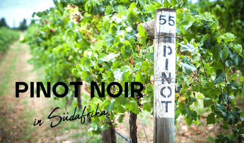 Pinot Noir in South Africa