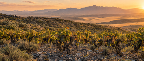 Alte Buschreben mit Syrah-Trauben auf Schieferboden im Swartland, Hügel im Abendlicht
