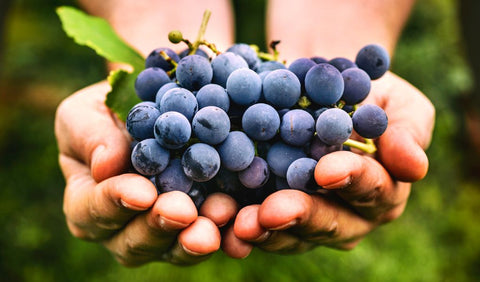 Veganer oder Bio-Wein
