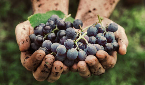 pinotage