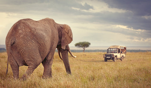 safari