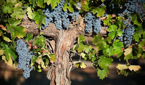 the-old-vine-project