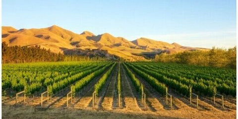 Paarl / Wellington / Franschhoek