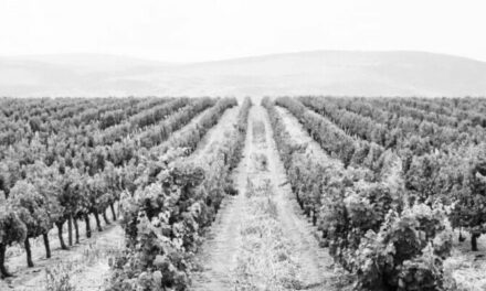 Fact #21 – Wann begann der Weinanbau in Südafrika?