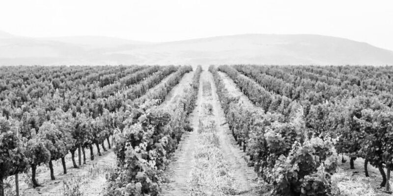Fact #21 – Wann begann der Weinanbau in Südafrika?