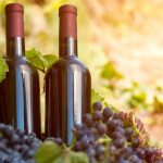 Fact #41 – Wann begann das Old Vine Projekt in Südafrika?