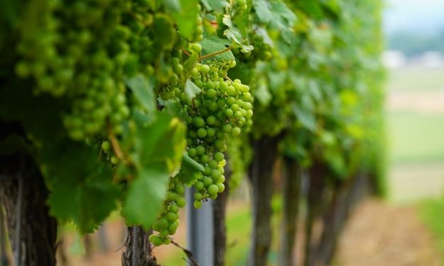 To protect South Africa’s oldest vines