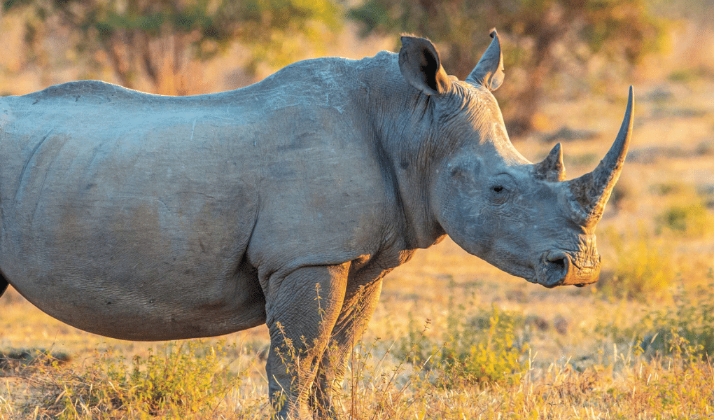friends of african wildlife Rhino