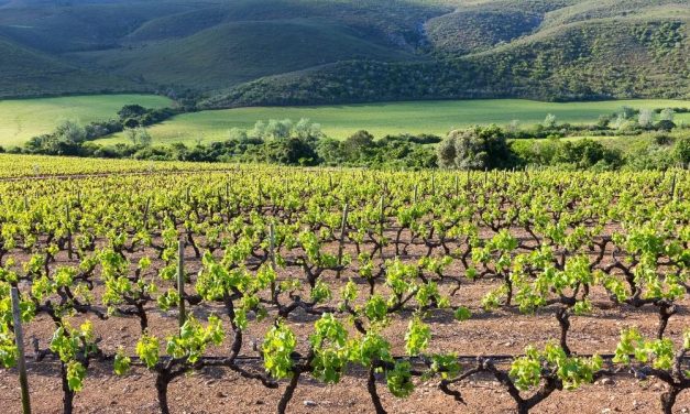 Welche nachhaltigen Wein-Labels gibt es in Südafrika? WWF & Fairtrade sind nur einige davon, auch Old Bush Vines & Biodynamik ist vertreten.