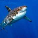 Tödlicher Haiangriff in südafrika