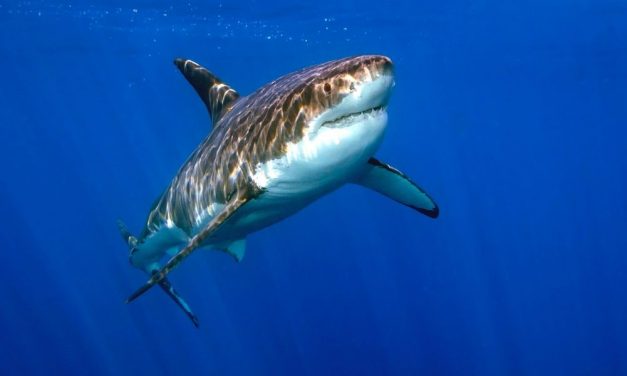 Mann stirbt nach Angriff durch Weissen Hai an südafrikanischem Strand. Die Behörden haben die Strände für das Baden gesperrt.