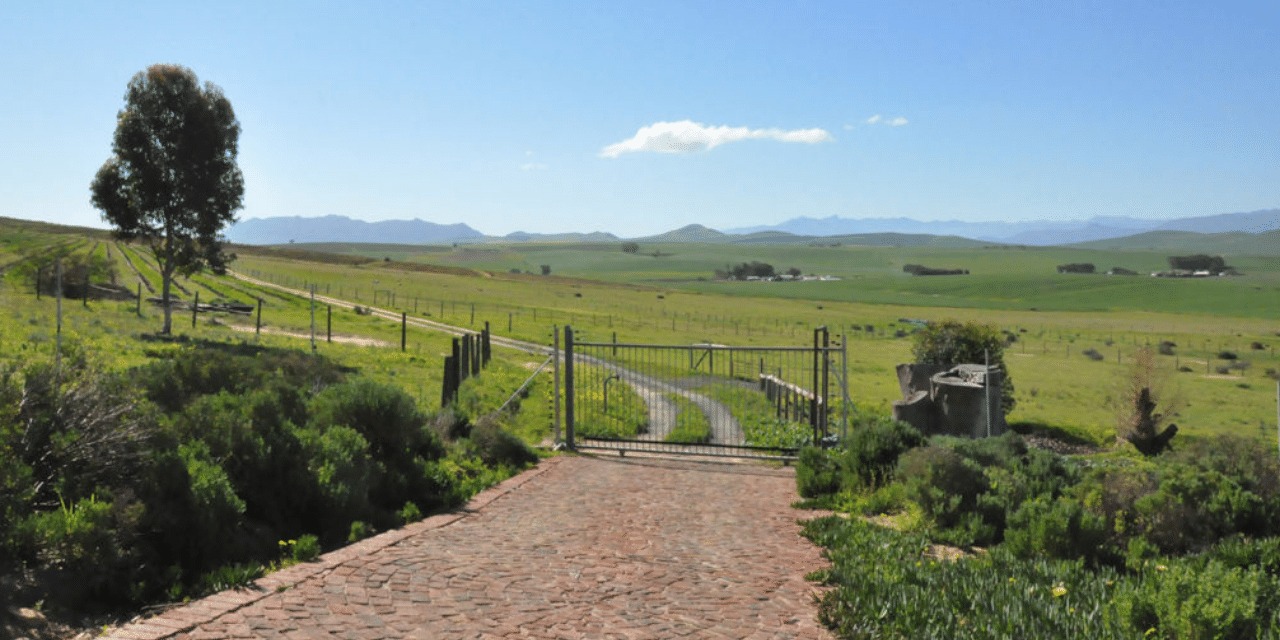 Moya's Vineyards South Africa
