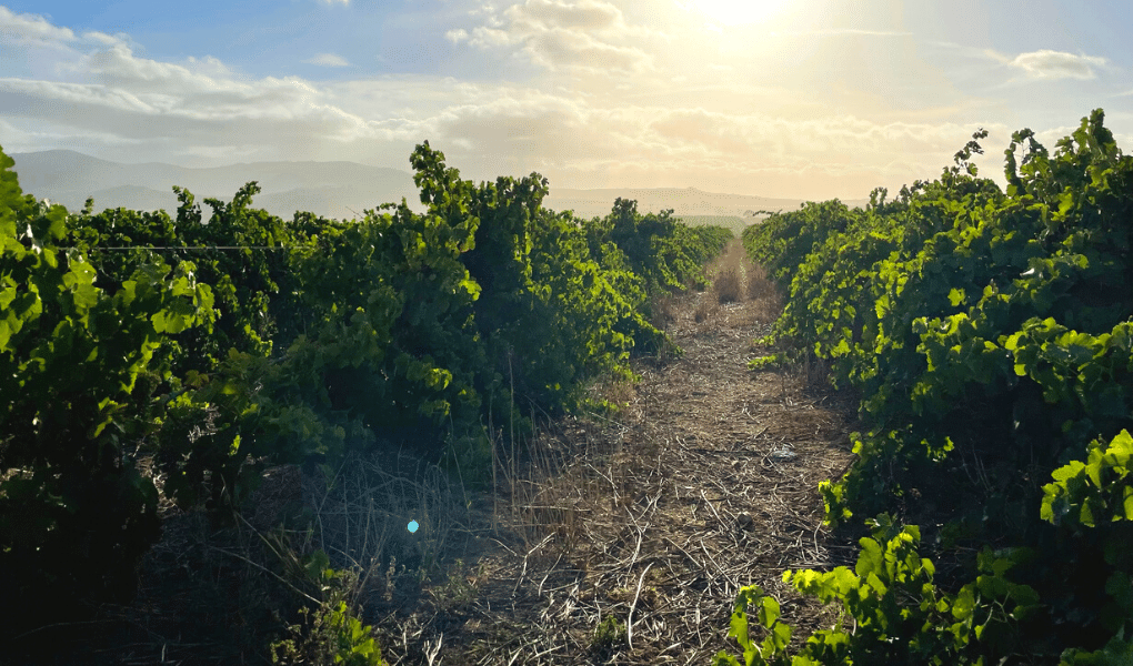 Porseleinsberg Shiraz-trauben