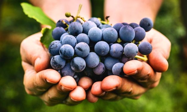 Fact #30 – Was ist der Unterschied zwischen Vegan- und Bio-Wein?