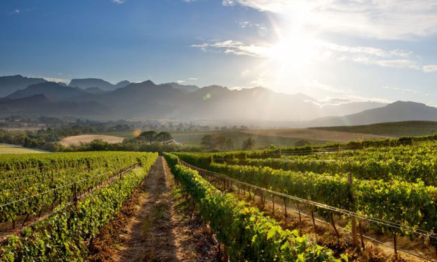 Winemakers in South Africa's wine-growing regions face enormous challenges, from the energy crisis to lockdowns. Nevertheless, thanks to the advantageous climate, the appropriate soils and the investments, there are more and more South African wines that are performing in the world's greatest competition.