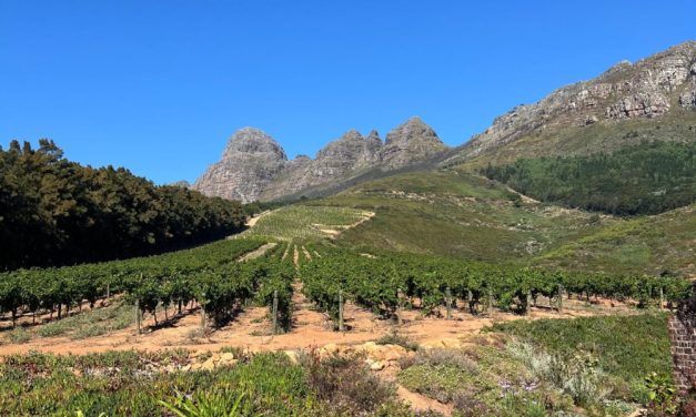 Read about her further adventures and unique encounters on her South African wine safari in the fourth part of Karin's wine journey.