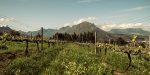 Thistle and Weed Weingut KapWeine