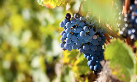 Cinsault: The quiet revolution from South Africa