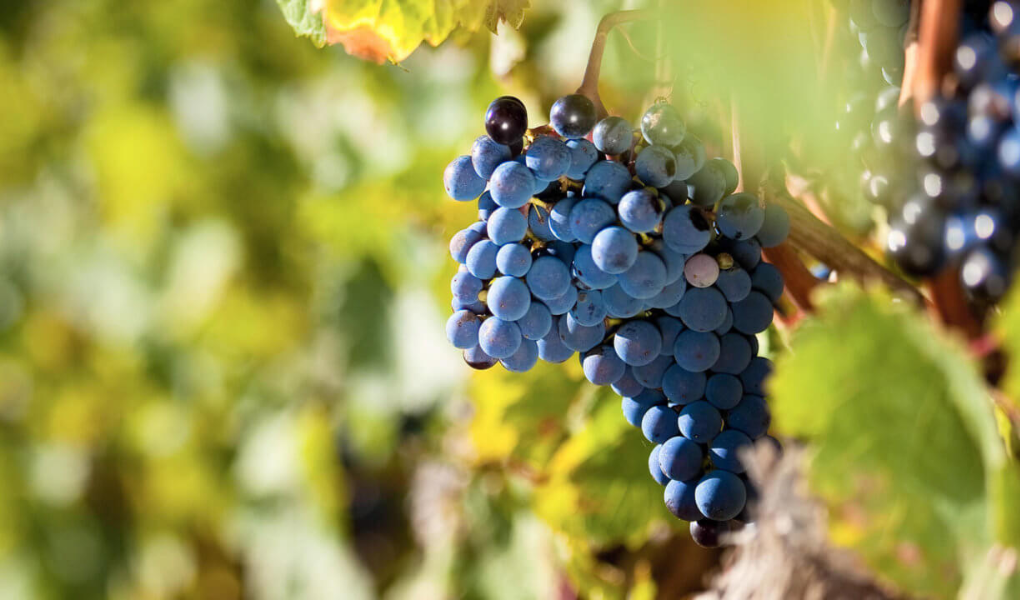 Cinsault: Die leise Revolution aus Südafrika