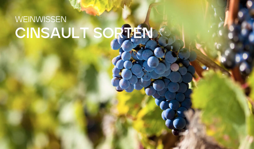 Cinsault: Die leise Revolution aus Südafrika