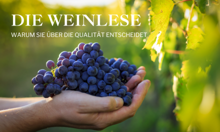 The harvest in South Africa: why it determines quality