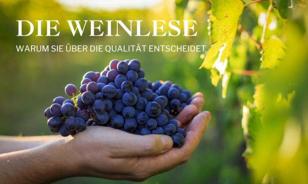 Die Weinlese in Südafrika: Warum sie über die Qualität entscheidet