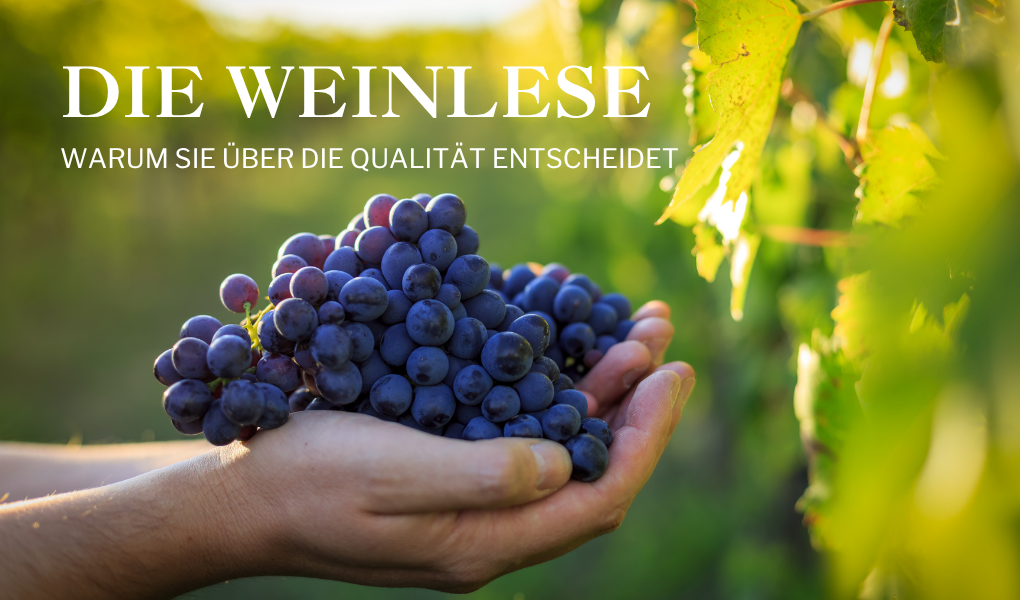 Die Weinlese in Südafrika: Warum sie über die Qualität entscheidet